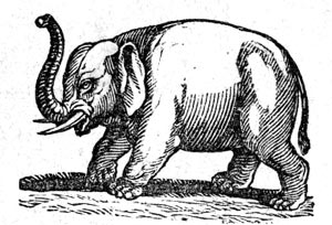 Elephant